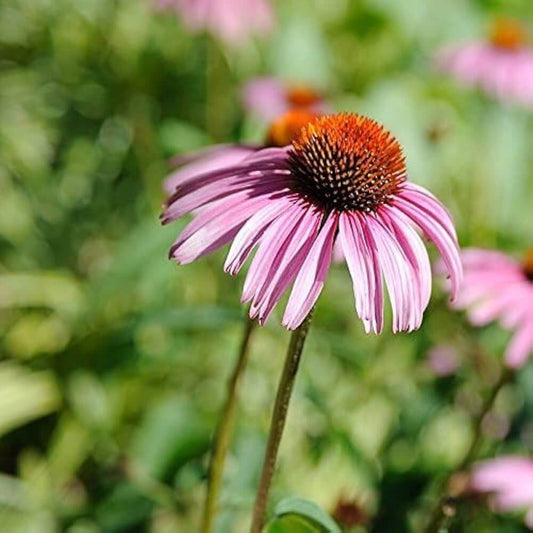 Coneflower Seeds - Flower Plant