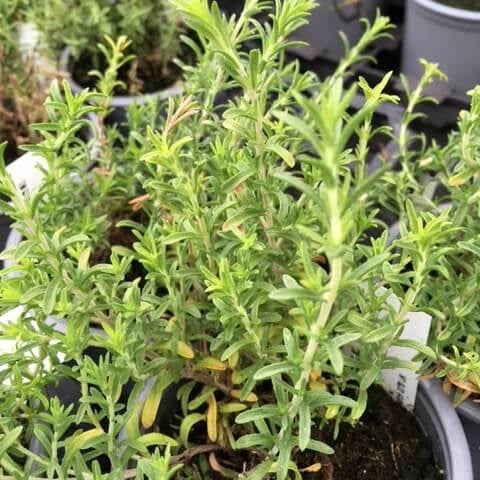 Conehead Thyme Seeds - Herbal Plant
