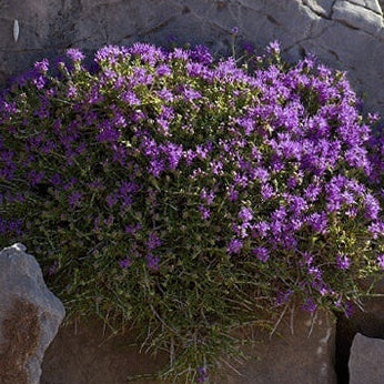 Conehead Thyme Seeds - Herbal Plant