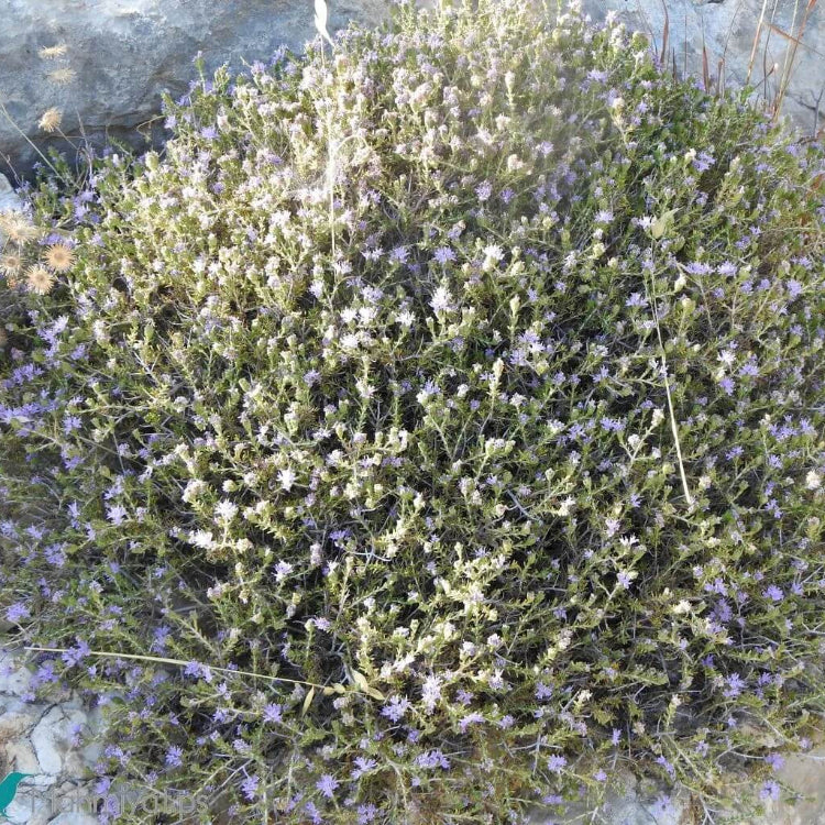 Conehead Thyme Seeds - Herbal Plant