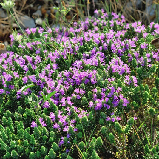 Conehead Thyme Seeds - Herbal Plant