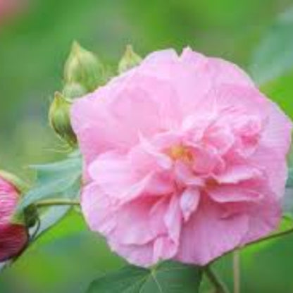 Confederate Rose Seeds - Flower Plant