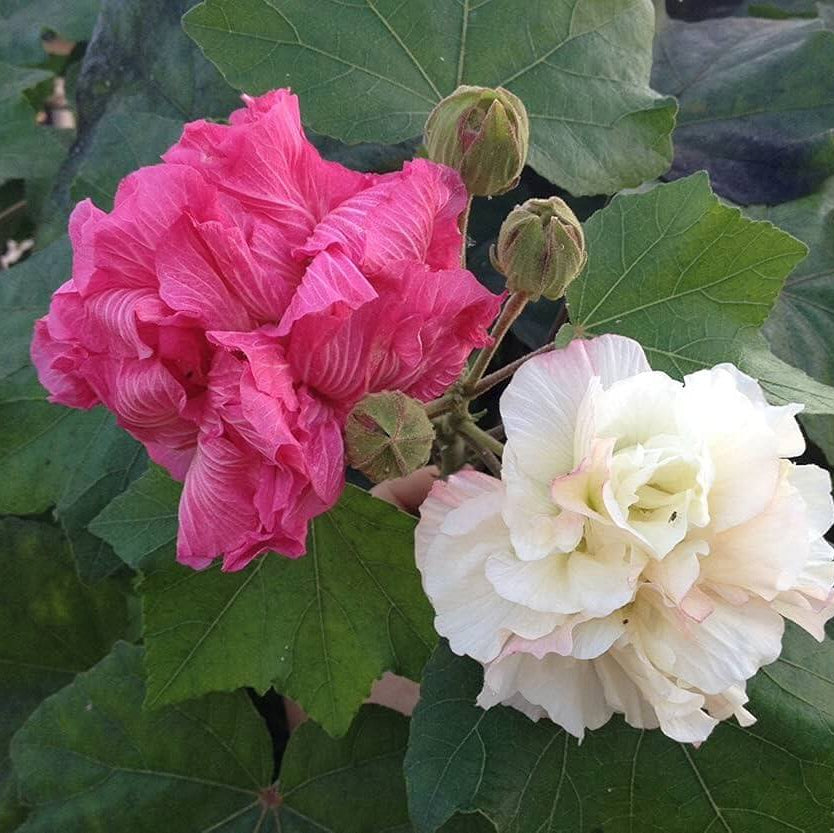 Confederate Rose Seeds - Flower Plant