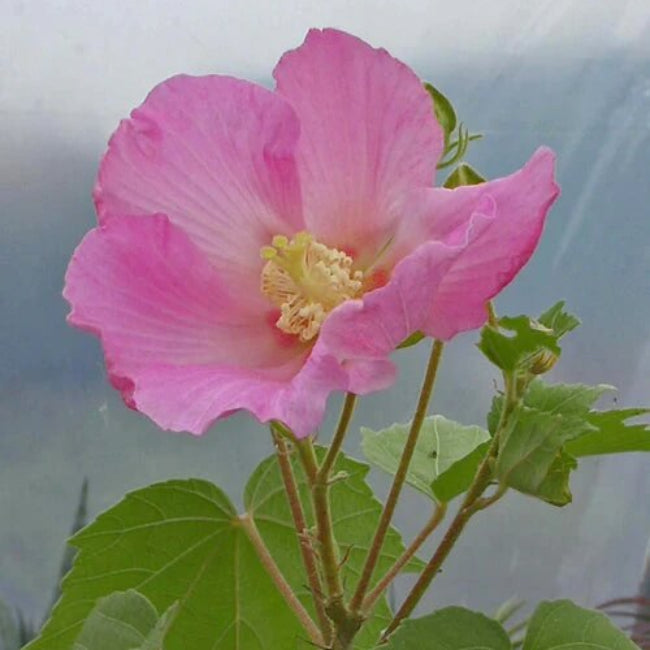 Confederate Rose Seeds - Flower Plant