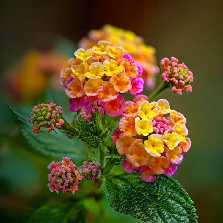 Confetti Lantana Seeds - Ornamental Plant Seeds for Home Gardens