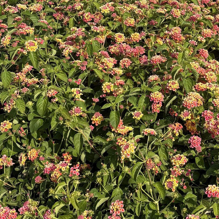 Confetti Lantana Seeds - Ornamental Plant Seeds for Home Gardens