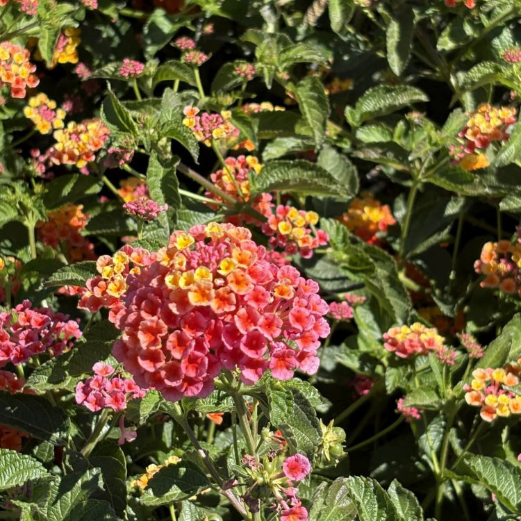 Confetti Lantana Seeds - Ornamental Plant Seeds for Home Gardens