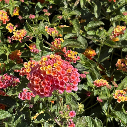 Confetti Lantana Seeds - Ornamental Plant Seeds for Home Gardens