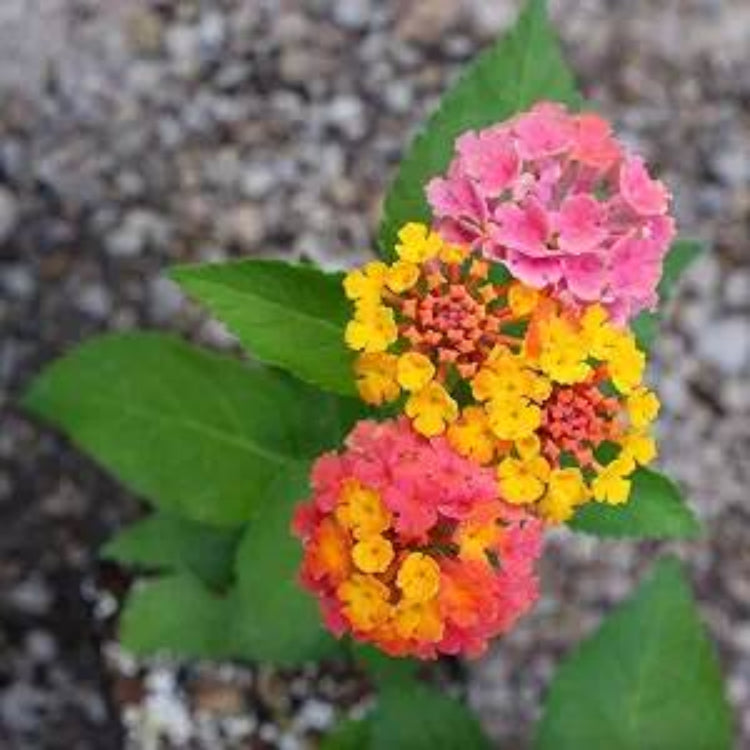 Confetti Lantana Seeds - Ornamental Plant Seeds for Home Gardens