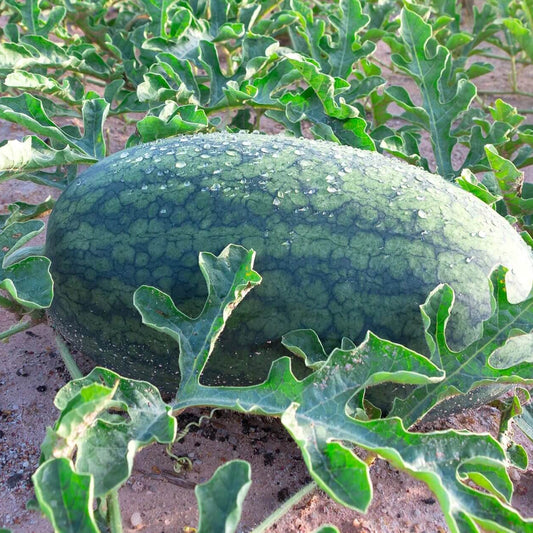 Congo Watermelon Seeds - Heirloom Fruit Plant for Home Gardens