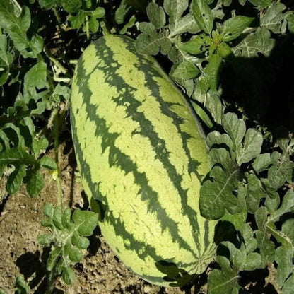 Congo Watermelon Seeds - Heirloom Fruit Plant for Home Gardens