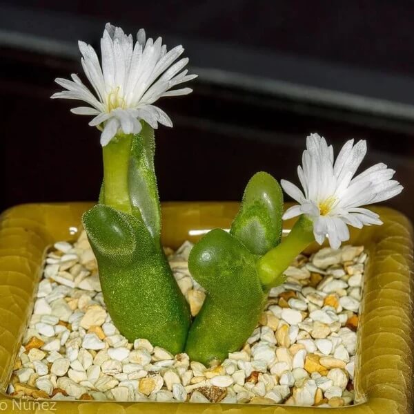 Conophytum Hammeri Plant Seeds - All in one for home gardens