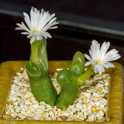 Conophytum Hammeri Plant Seeds - All in one for home gardens