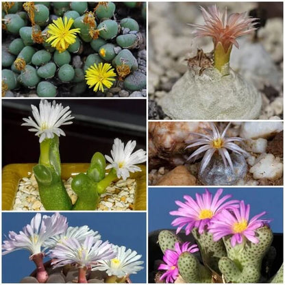 Conophytum Hammeri Plant Seeds - All in one for home gardens