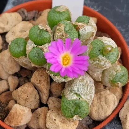 Conophytum Plant Seeds - Flower Plant