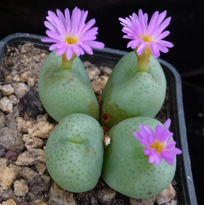 Conophytum Plant Seeds - Flower Plant