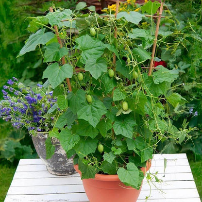 Container Cucamelon Seeds