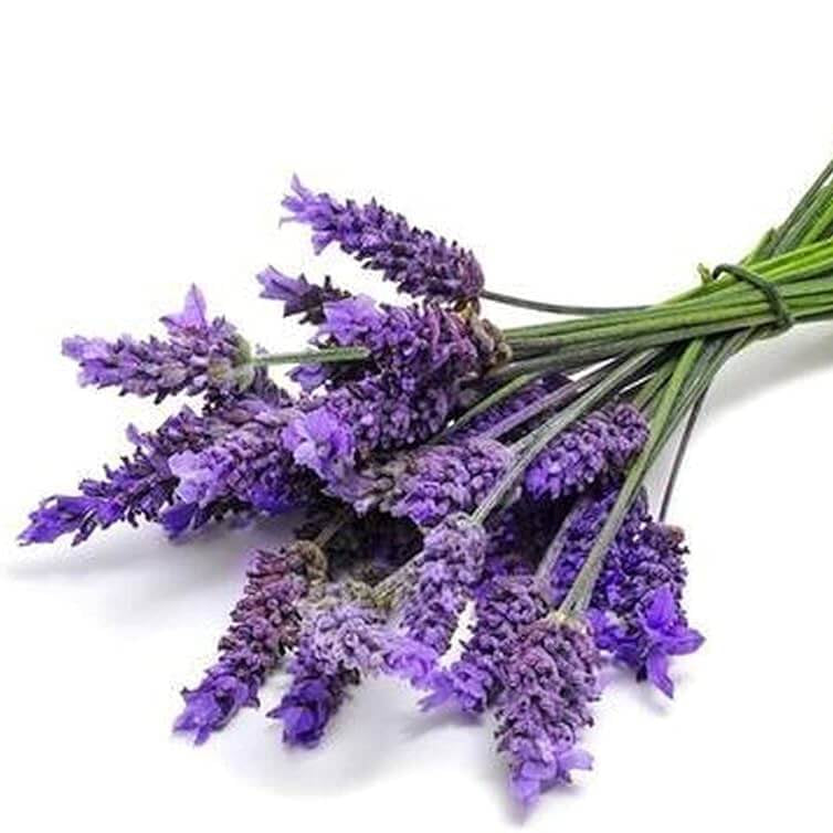 Container Lavender Seeds - Herbal Plant