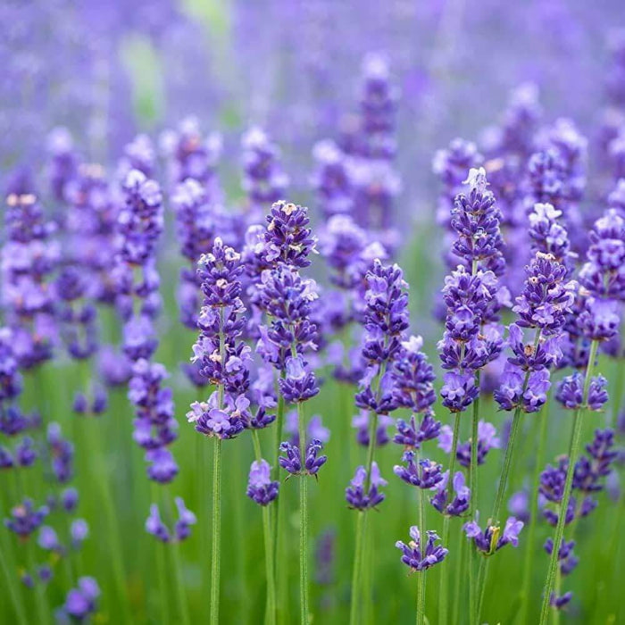 Container Lavender Seeds - Herbal Plant