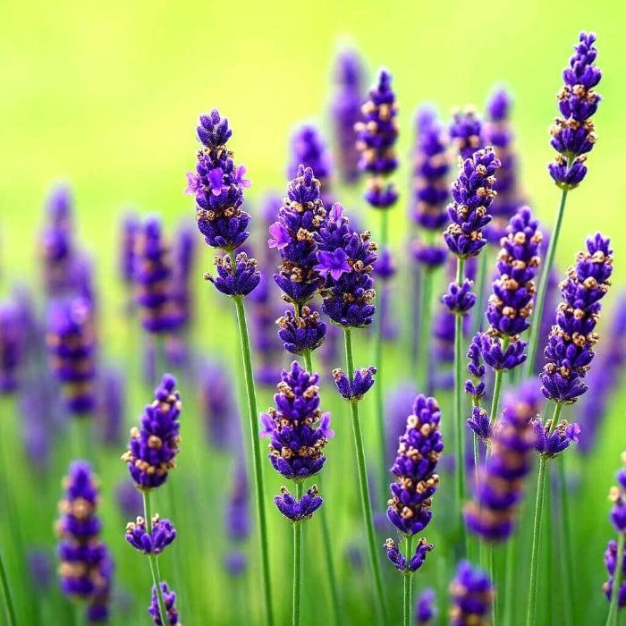 Container Lavender Seeds - Herbal Plant