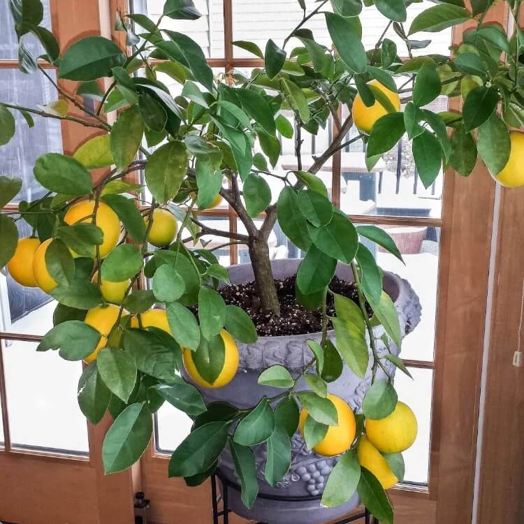 Container Lemon Tree seeds