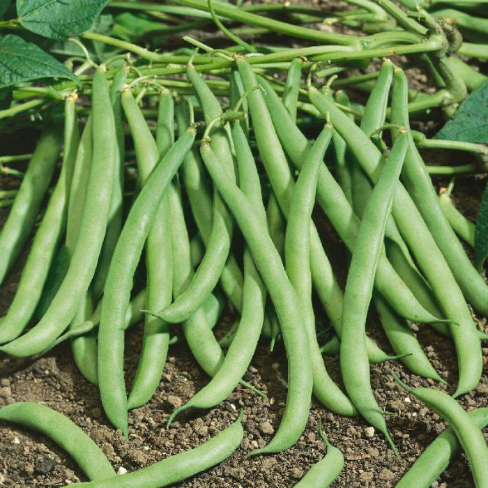 Contender Green bean seeds - Vegetable Plant