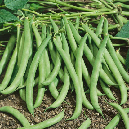 Contender Green bean seeds - Vegetable Plant