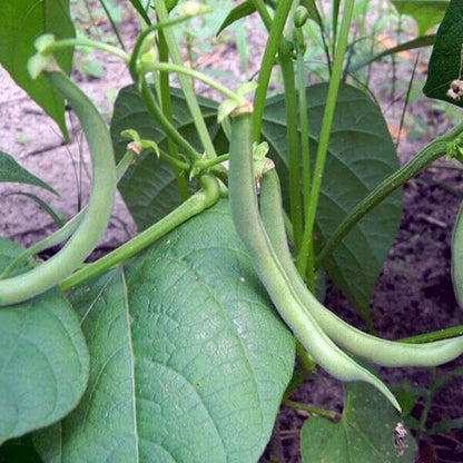 Contender Green bean seeds - Vegetable Plant