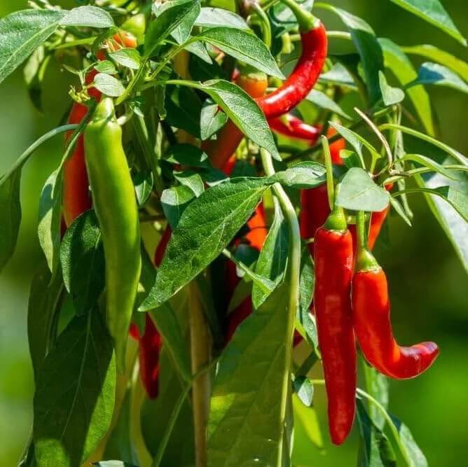 Cooking Pepper Plant seeds