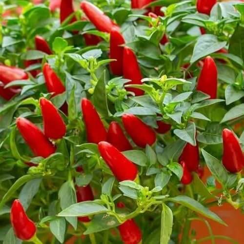Cooking Pepper Plant seeds