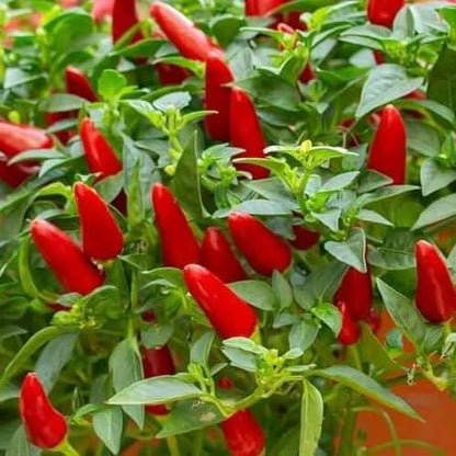 Cooking Pepper Plant seeds