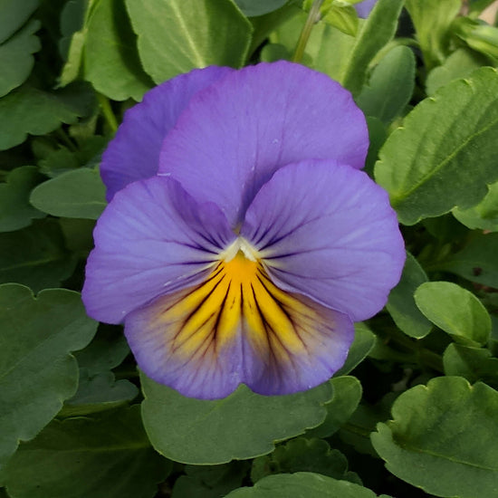 Cool Wave Pansy Seeds