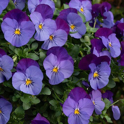 Cool Wave Pansy Seeds