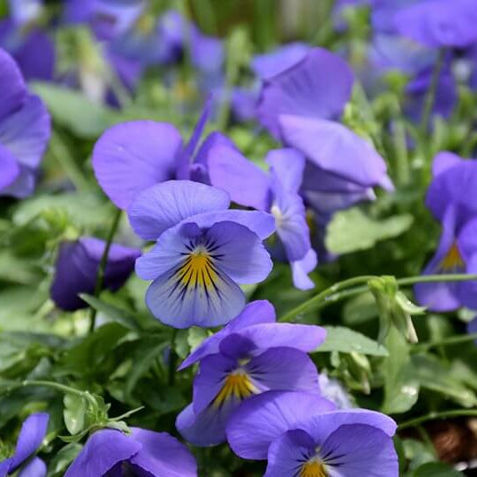 Cool Wave Pansy Seeds