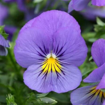 Cool Wave Pansy Seeds