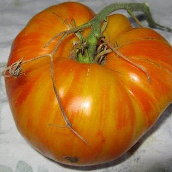 Copia Tomato Seeds