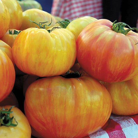 Copia Tomato Seeds