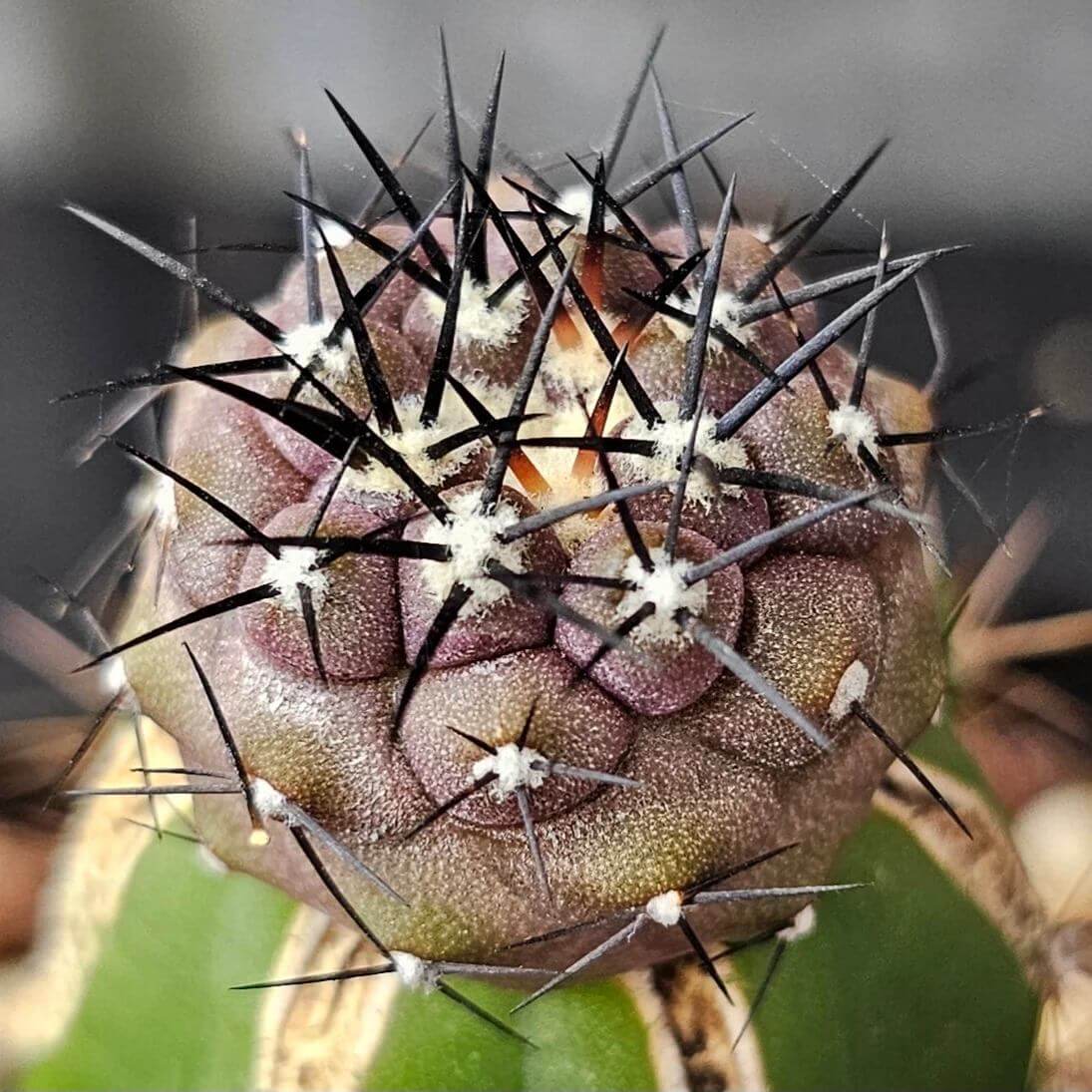 Copiapoa Seeds - Succulent Plant for Home Gardens