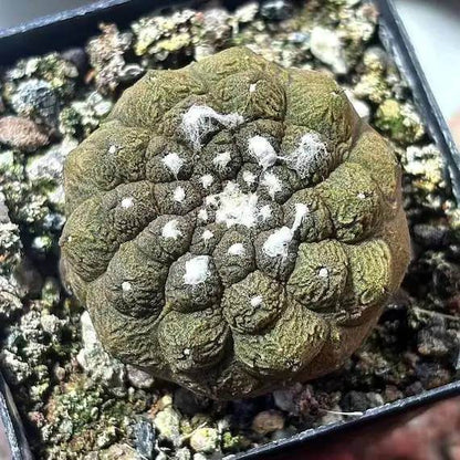 Copiapoa Seeds - Succulent Plant for Home Gardens