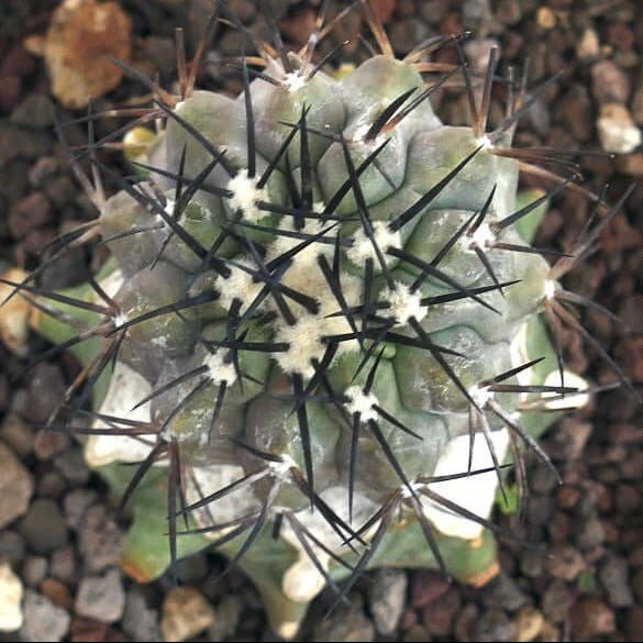 Copiapoa Seeds - Succulent Plant for Home Gardens