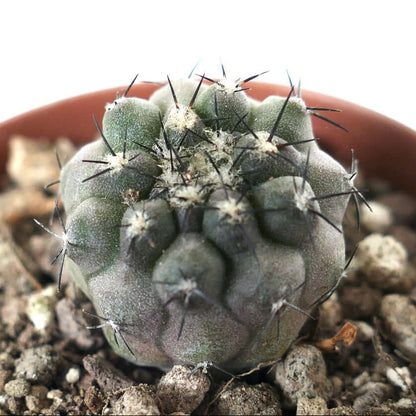 Copiapoa Seeds - Succulent Plant for Home Gardens