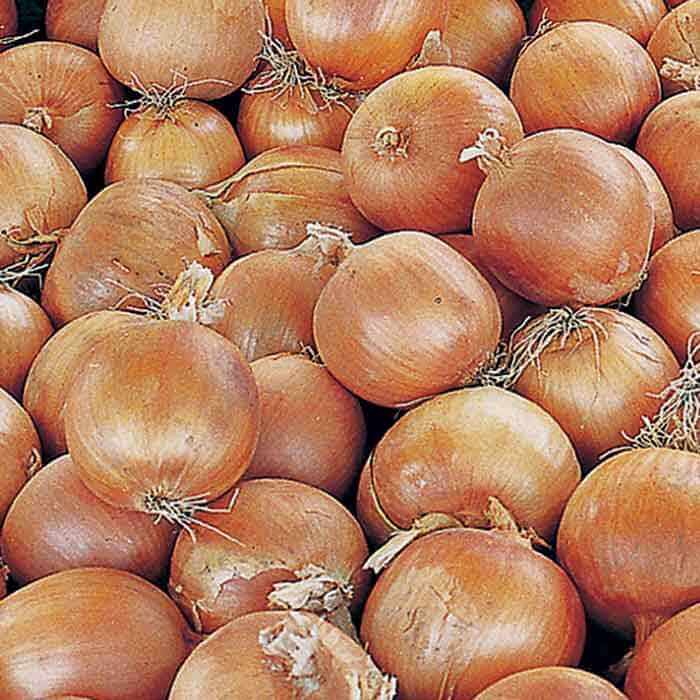 Copra Onion Seeds - Vegetable Plant