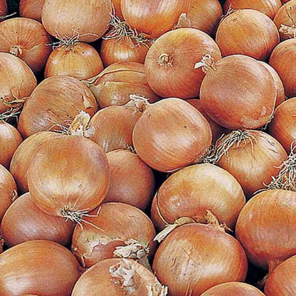 Copra Onion Seeds - Vegetable Plant