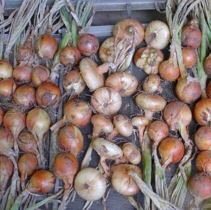 Copra Onion Seeds - Vegetable Plant