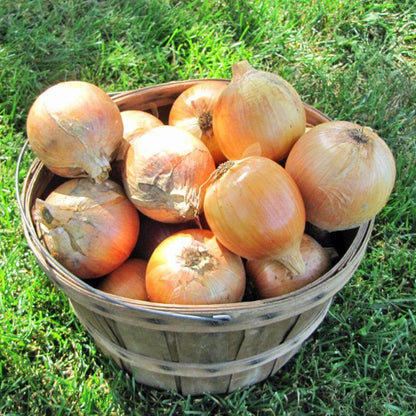 Copra Onion Seeds - Vegetable Plant