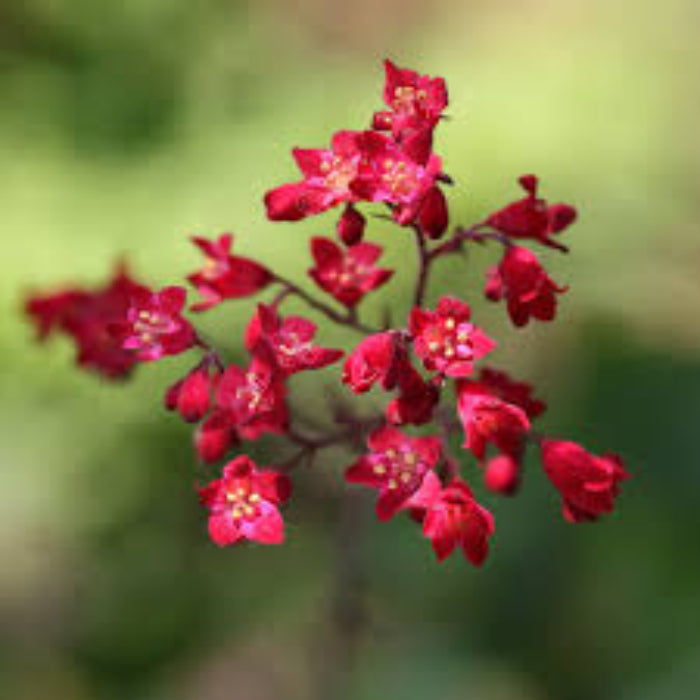 Coral Bells Seeds - Flower Plant