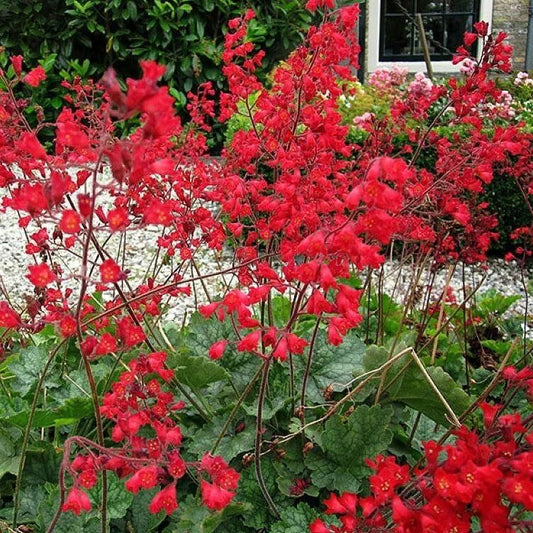 Coral Bells Seeds - Flower Plant