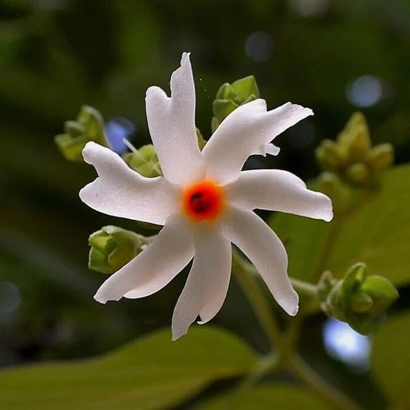 Coral Jasmine Seeds