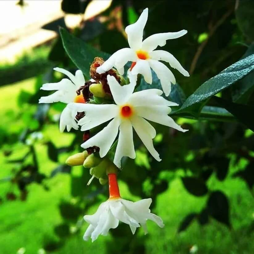 Coral Jasmine Seeds