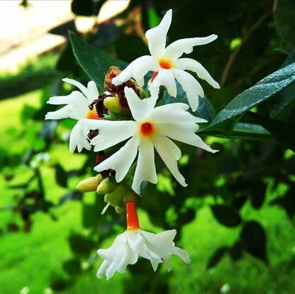 Coral Jasmine Seeds